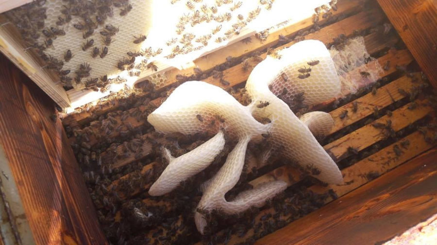 close-up of hive inside with bees and comb without of honey at 'The Bear's Honey'